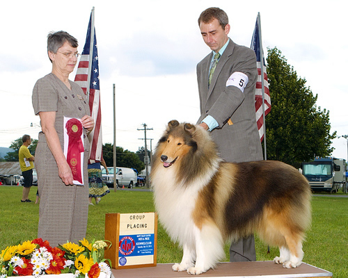 akc rough collie