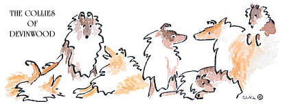 Collies of Devinwood