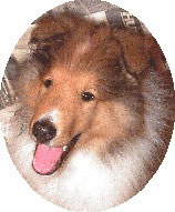 Devinwood Collie puppy