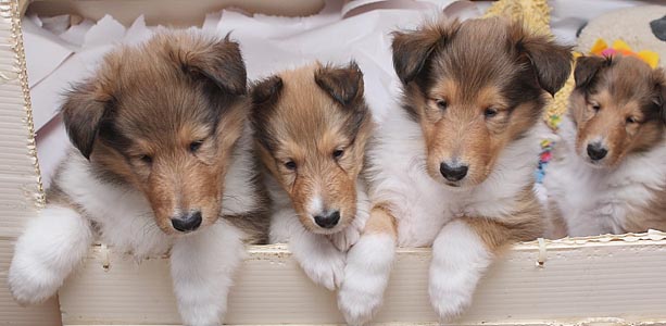 Devinwood collies cheap